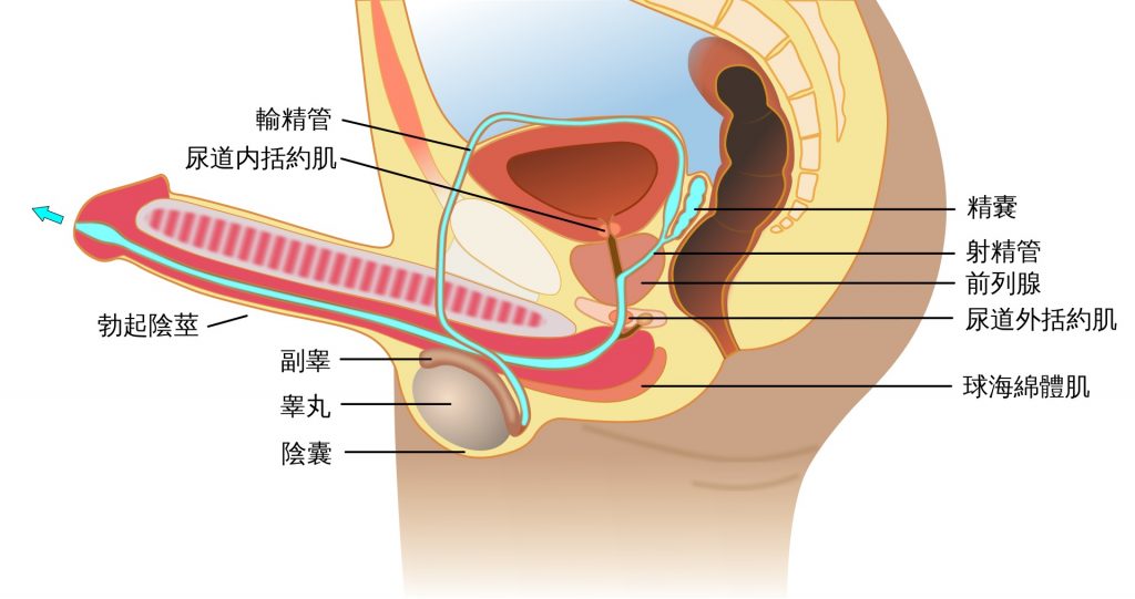 前列腺的解剖构造
