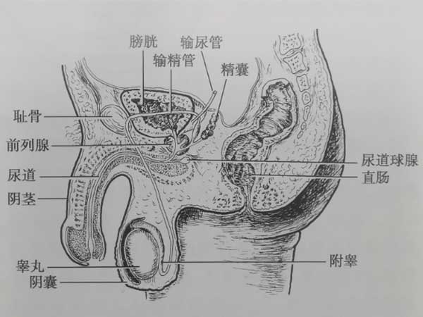 男性生殖器官的构成